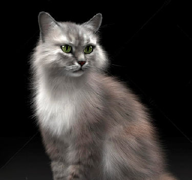 狸花猫动物宠物_e10bd9f0c8a6
