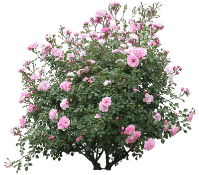 00000075_43af868a95c2.png