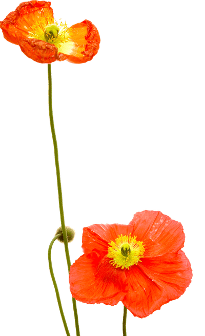 00000296_560ded9e2061.png