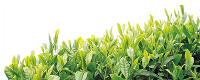 00000311_dafa7507d5bb.png