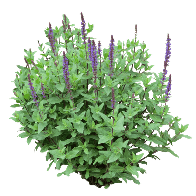 林荫鼠尾草-紫色2_953d7e1eb9c2.png