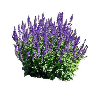 林荫鼠尾草-蓝紫色_9a4abdd267c3.png