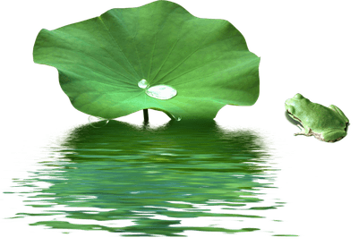 荷花荷叶00000156_a731e05ca45e.png