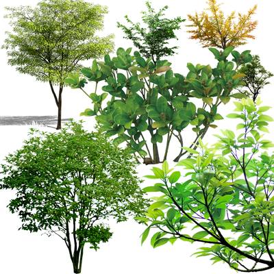 植物群树乔木灌木_4_fa5ea31ee54c.jpg