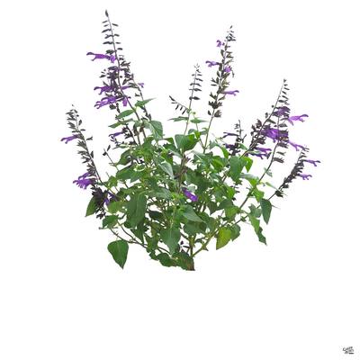 紫鸟鼠尾草_b3d0995955fa.jpg