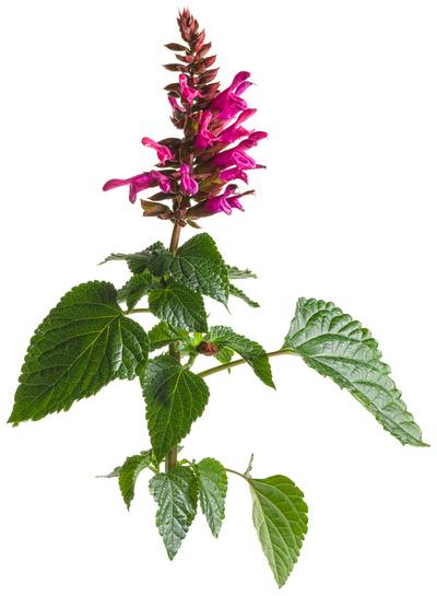 鼠尾草-枝条_6b2ff94c36d3.jpg