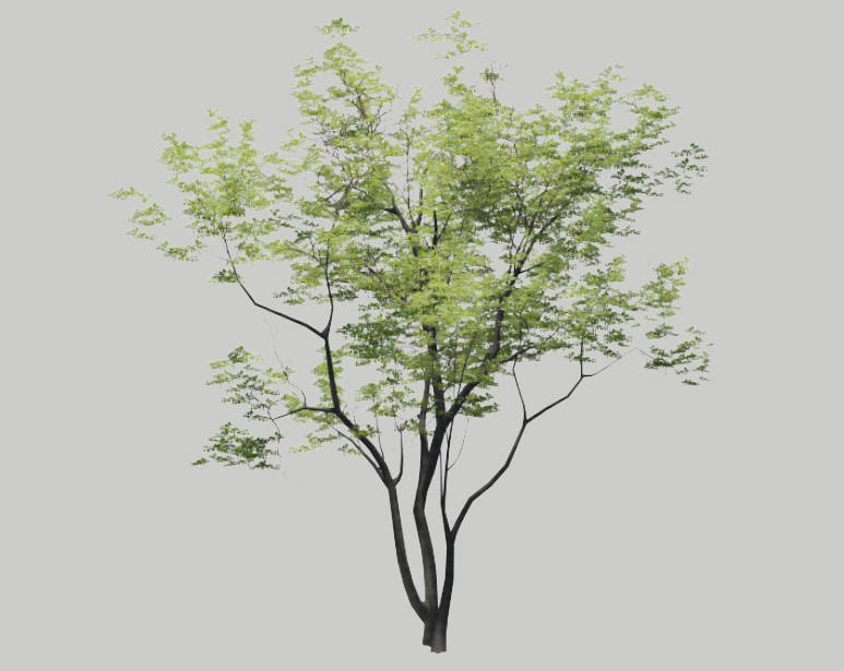 二维树乔木_e38717d26c57.skp